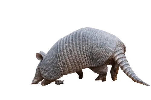 cutout photo of an armadillo