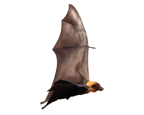 cutout photo of a bat in flight