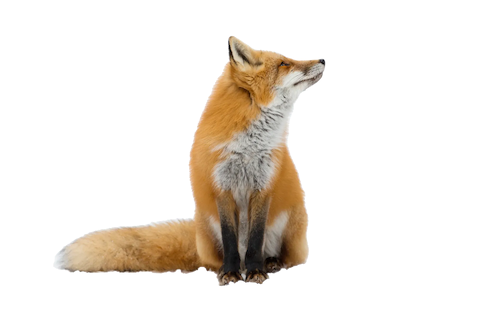 cutout photo of a fox
