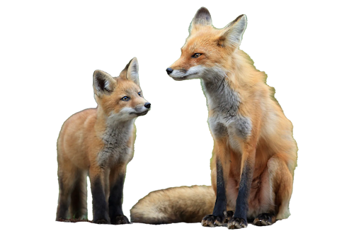 cutout image of a fox and fox cub