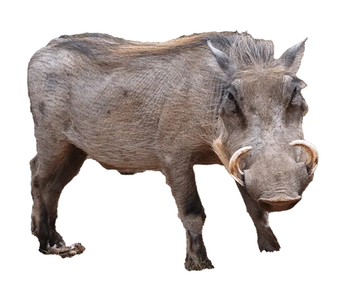 cutout photo of a tusked wild hog