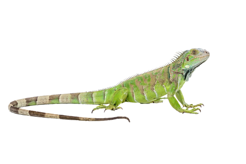 cutout photo of a green iguana