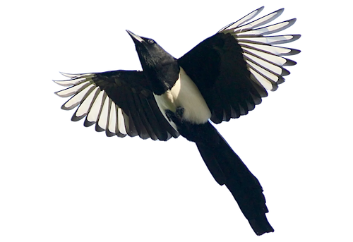 cutout photo of a magpie in flight