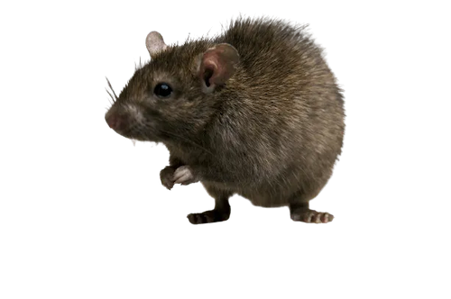 cutout photo of a mouse