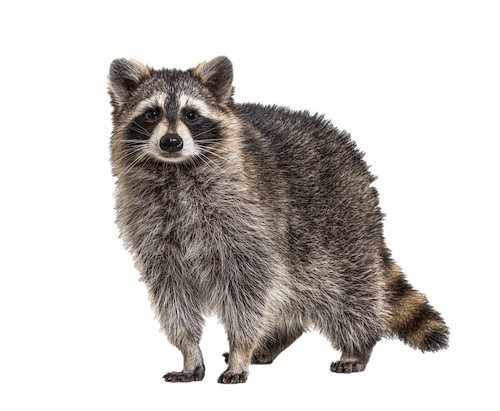 cutout photo of a raccoon looking directly into the camera