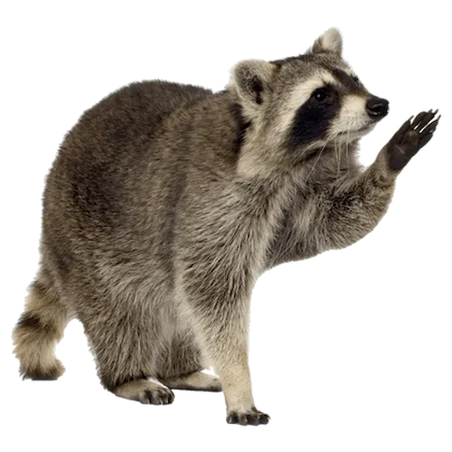 a raccoon with one paw raised, begging for food