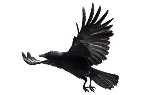 cutout of a raven in flight