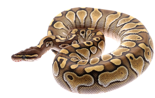cutout photo of a coiled snake