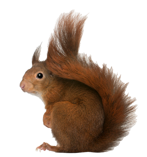 cutout photo of a squirrel standing up. it has a very fluffy tail.